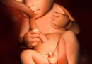 Sự phát triển của thai nhi ở tuần thứ 20